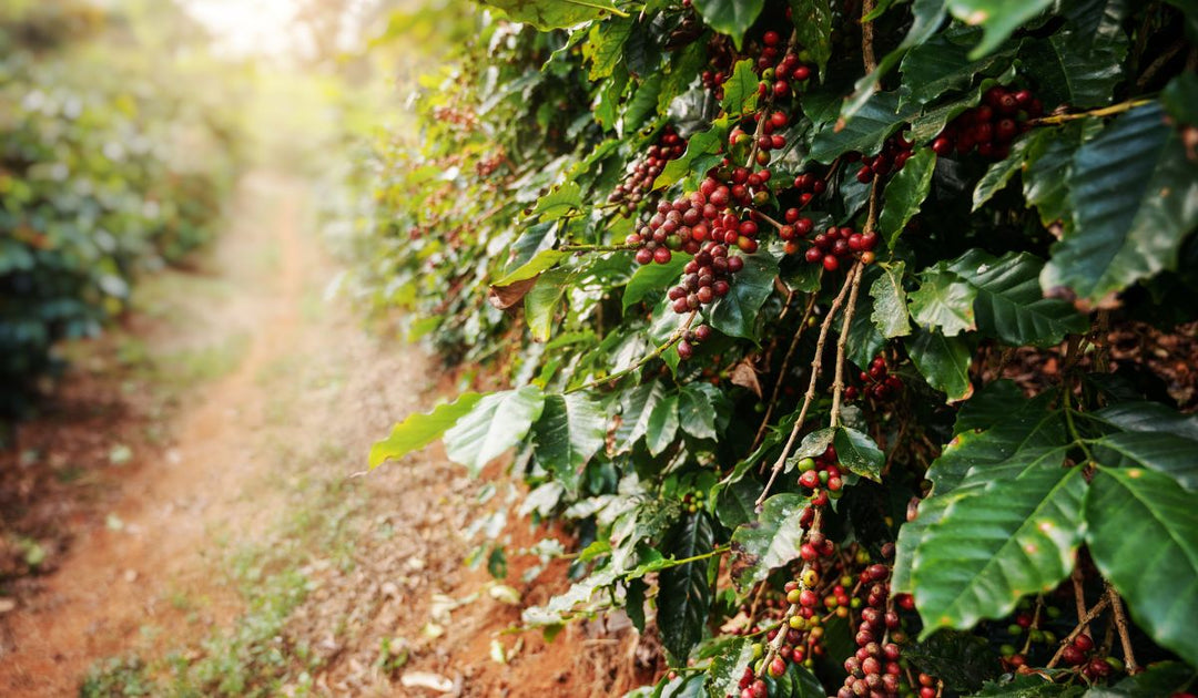 Coffee Growing Regions Around The World